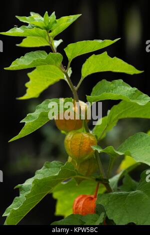 Fiore di Lampion / ciliegio invernale Foto Stock