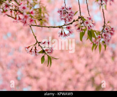 Wild Himalayan Cherry Blossom Foto Stock