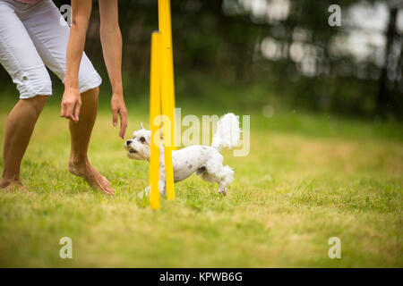 Carino piccolo cane facendo agilità drill - esecuzione di slalom, essendo obediend e rendendo il suo maestro felice ed orgoglioso Foto Stock