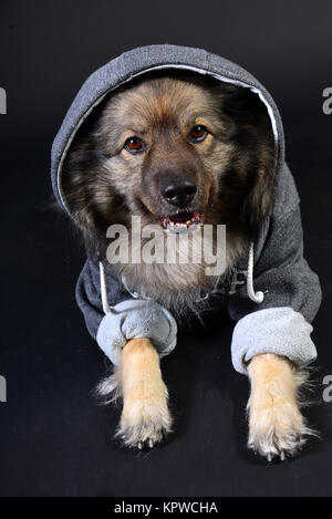 Cool cane felpa con cappuccio con cappuccio keeshond Foto Stock