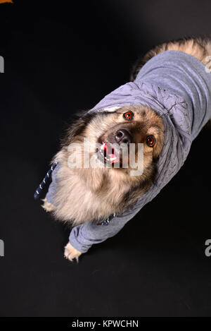 Cool cane felpa con cappuccio con cappuccio keeshond Foto Stock