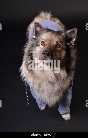 Cool cane felpa con cappuccio con cappuccio keeshond Foto Stock