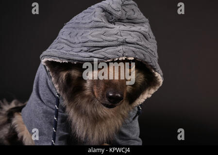 Cool cane felpa con cappuccio con cappuccio keeshond Foto Stock