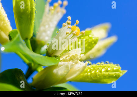 Fiori bianchi di Murraya paniculata Foto Stock