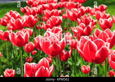 Tulipani rossi su il fiore-letto Foto Stock