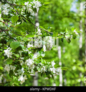 Bianco fiori di ciliegio in verde foresta di primavera Foto Stock