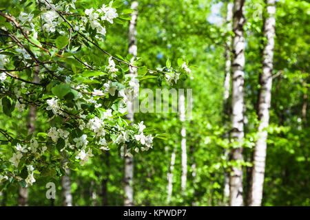 Bianco fiori di ciliegio e di betulle Foto Stock