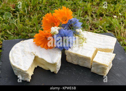 Normandie formaggio francese su una piastra con fiori Foto Stock