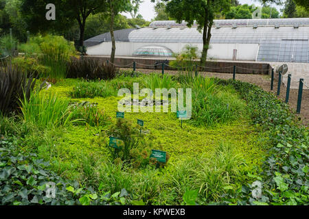 L'Osservatorio e di piante di acquitrini in il Jardín Botánico del Bosque de Chapultepec (Chapultepec Botanic Gardens) nel Chapultepec Park, Città del Messico, M Foto Stock