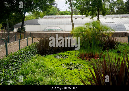 L'Osservatorio e alte ombrello papiro, (Cyperus alternifolius) in piante di acquitrini in il Jardín Botánico del Bosque de Chapultepec (Chapultepec Foto Stock