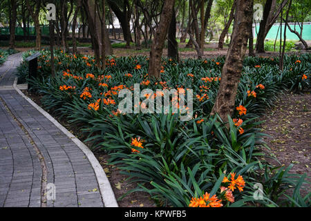 Il El Jardin (sensoriale Giardino Sensoriale) in il Jardín Botánico del Bosque de Chapultepec (Chapultepec Botanic Gardens) nel Chapultepec Park, Messico C Foto Stock