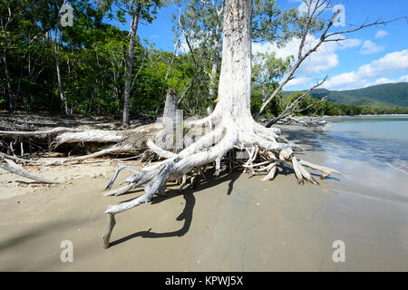 Erosione costiera esposto le radici di questo albero Paperbark (Melaleuca), Kewarra Beach, estremo Nord Queensland, FNQ, QLD, Australia Foto Stock