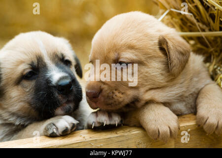 Gruppo adorabile di dolce labrador cuccioli giocare intorno in paglia di un cantiere di fattoria Foto Stock