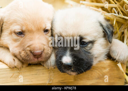 Gruppo adorabile di dolce labrador cuccioli giocare intorno in paglia di un cantiere di fattoria Foto Stock