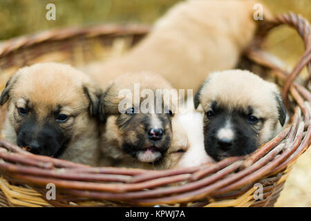 Gruppo adorabile di dolce labrador cuccioli giocare intorno in paglia di un cantiere di fattoria Foto Stock