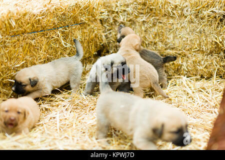 Gruppo adorabile di dolce labrador cuccioli giocare intorno in paglia di un cantiere di fattoria Foto Stock