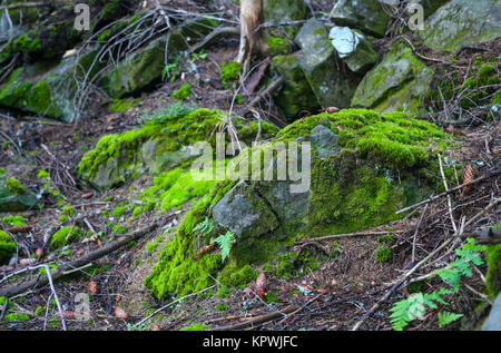 Stone mossy shot close-up nella foresta Foto Stock