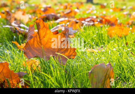 Asciugare maple leaf giacente su erba verde al sole Foto Stock