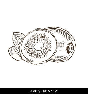 Kiwi in stile vintage. Line art illustrazione vettoriale Foto Stock