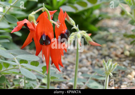 Deserto Sturts pea Foto Stock