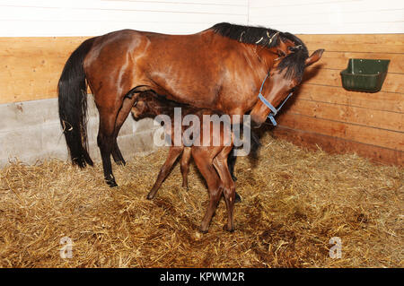 Eine braune Stute kurz nach der Geburt mit ihrem Fohlen in einer Pferdebox Foto Stock