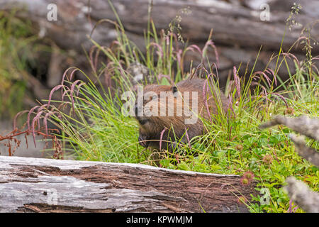 Introdotto North American Beaver in Tierra del Fuego Foto Stock