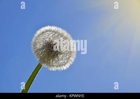 Dente di leone bianco oltre il cielo azzurro e sole Foto Stock