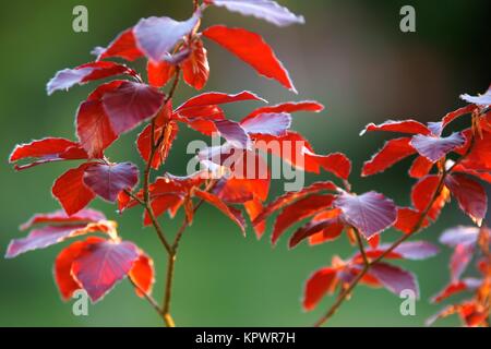 Blutbuche, Fagus sylvatica f. purpurea, im Abendlicht. Foto Stock