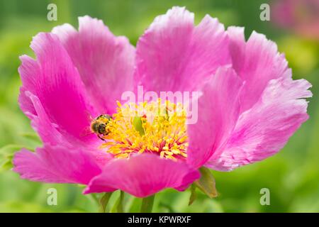 ape in peony comune / ape in peony comune Foto Stock