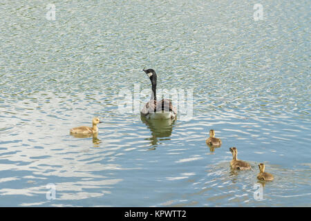 Madre di oca e Goslings Foto Stock