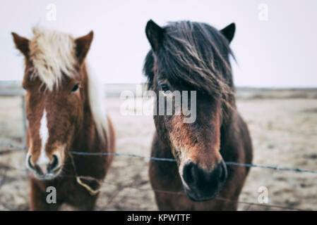 Islanda pony dietro il recinto, Islanda Foto Stock