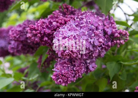 Bellissimi fiori lilla Foto Stock