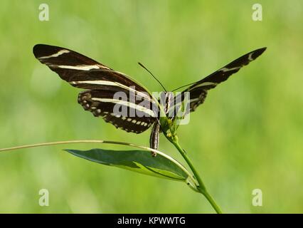 Zebra Longwing Butterfly (Heliconius charithonia) egss posa su un Corky a gambo Vite passione Foto Stock