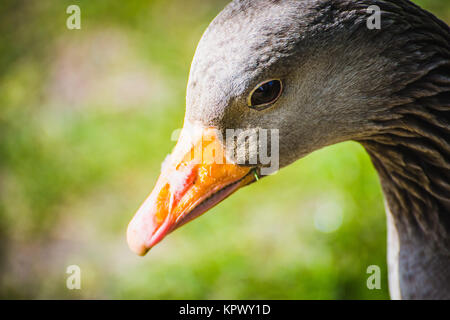 Dettaglio d'oca Foto Stock