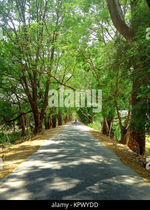INWA, MYANMAR - Aprile 21, 2013 : uomo giro su di una carrozza trainata da cavalli nella Inwa, Myanmar. In sella a un cavallo carrello è il modo più semplice per spostarsi a Inwa è stretta e polverosa strada di luoghi di interesse turistico. Foto Stock