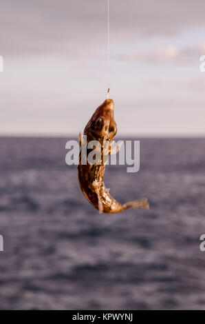 Un pesce di mare agganciate sopra il blu Oceano Atlantico Foto Stock