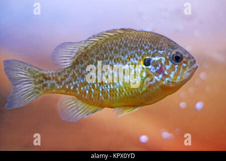 pesce sole o zucca persico lepomis gibbosus Foto Stock
