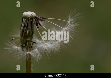 Un singolo isolato tarassaco testa che è andato a seme con la maggior parte dei semi mancante, in close up e vista ritagliata. Questi sono anche noti come blowballs Foto Stock