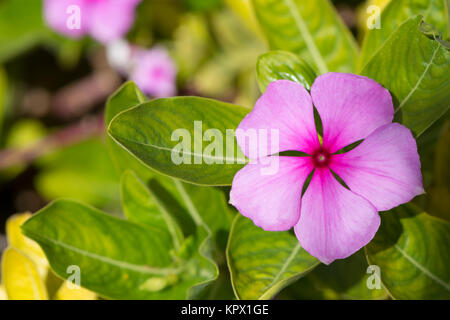 Catharanthus roseus fiori, noto anche come rosy pervinca, Madagascar pervinca o di Teresita. Molto leggera profondità utilizzato con fuoco primario sui principali Foto Stock