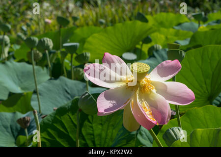 Nelumbo nucifera, Sacro fiore di loto circondato da baccelli e foglie in stagno. Primario e poco profonde sulla messa a fuoco il fiore con sfondo sfocato. Flusso Foto Stock