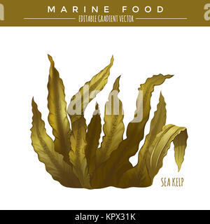 Mare Kelp. Alimenti marini Foto Stock