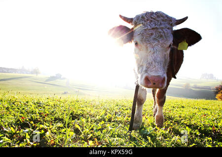 giovane carne di manzo simmental sul prato alla luce della schiena del sole Foto Stock