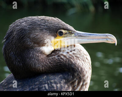 Cormorano (Phalacrocorax carbo). Foto Stock