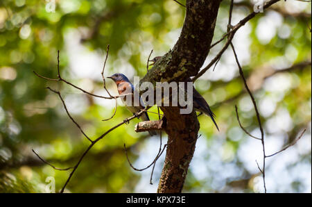 Bluebirds Foto Stock