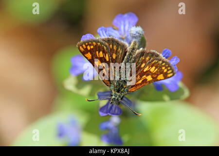 Cubo giallo, testa spessa creatura carterocephalus palaemon su gÃ¼nsel Foto Stock