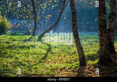 Insolita tronchi di alberi in una radura Foto Stock