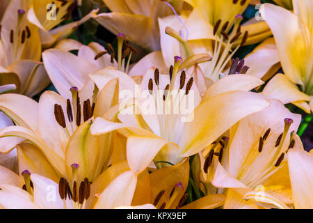 Sfondo astratto di fiori. Close up Foto Stock