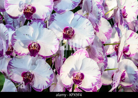 Sfondo astratto di fiori. Close up Foto Stock