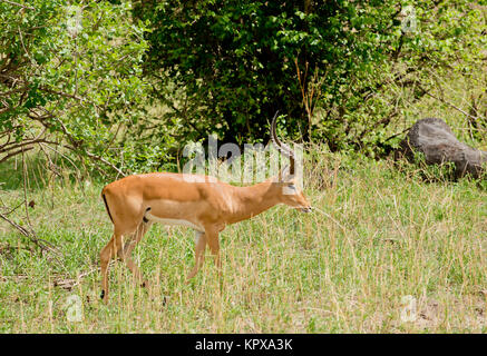 Primo piano della Impala (nome scientifico: Aepyceros melampus, o "WALA pala' in Swaheli) immagine presa su Safari situato nel Parco Nazionale di Tarangire e, Tanz Foto Stock