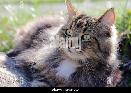 un gatto della foresta norvegese si trova rilassato al sole Foto Stock